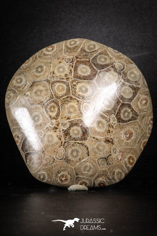 88390 - Devonian Polished Fossil Coral Hexagonaria Rugose