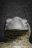 22061 - Nicely Prepared 1.77 Inch Paralejurus spatuliformis Devonian Trilobite