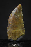 20620 - Great Collection of 3 Abelisaur Dinosaur Teeth Cretaceous KemKem Beds