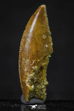 20620 - Great Collection of 3 Abelisaur Dinosaur Teeth Cretaceous KemKem Beds