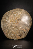 88390 - Devonian Polished Fossil Coral Hexagonaria Rugose