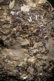 06817 -  Nice 4.05 Inch Mammites nodosoides (Ammonite) Upper Cretaceous Turonian