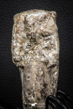 06817 -  Nice 4.05 Inch Mammites nodosoides (Ammonite) Upper Cretaceous Turonian