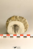 30785 - Top Beautiful 1.25 Inch Cyphaspis (Otarion) cf. boutscharafinense Devonian Trilobite