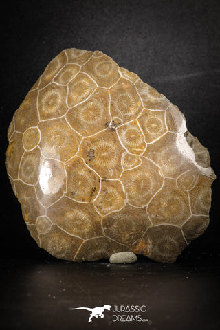 88391 - Devonian Polished Fossil Coral Hexagonaria Rugose