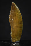 20620 - Great Collection of 3 Abelisaur Dinosaur Teeth Cretaceous KemKem Beds