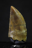 20620 - Great Collection of 3 Abelisaur Dinosaur Teeth Cretaceous KemKem Beds