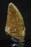 20620 - Great Collection of 3 Abelisaur Dinosaur Teeth Cretaceous KemKem Beds
