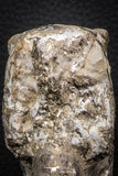 06817 -  Nice 4.05 Inch Mammites nodosoides (Ammonite) Upper Cretaceous Turonian