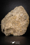88391 - Devonian Polished Fossil Coral Hexagonaria Rugose