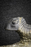 22061 - Nicely Prepared 1.77 Inch Paralejurus spatuliformis Devonian Trilobite