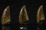 20621 - Great Collection of 3 Abelisaur Dinosaur Teeth Cretaceous KemKem Beds