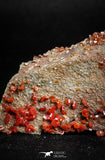 05086 - Beautiful Red Vanadinite Crystals Cluster from Mibladen Mining District, Midelt Province, Morocco