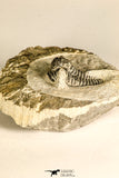 30785 - Top Beautiful 1.25 Inch Cyphaspis (Otarion) cf. boutscharafinense Devonian Trilobite