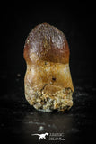 88392 - Very Rare Rooted 0.83 Inch Hamadasuchus Rebouli Crocodile Tooth KemKem