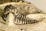30785 - Top Beautiful 1.25 Inch Cyphaspis (Otarion) cf. boutscharafinense Devonian Trilobite