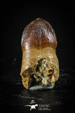 88392 - Very Rare Rooted 0.83 Inch Hamadasuchus Rebouli Crocodile Tooth KemKem