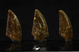 20621 - Great Collection of 3 Abelisaur Dinosaur Teeth Cretaceous KemKem Beds