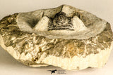 30785 - Top Beautiful 1.25 Inch Cyphaspis (Otarion) cf. boutscharafinense Devonian Trilobite