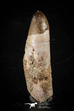 88393 - Top Rare Rooted 1.88 Inch Unidentified Crocodile Tooth KemKem