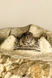30785 - Top Beautiful 1.25 Inch Cyphaspis (Otarion) cf. boutscharafinense Devonian Trilobite