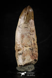 88393 - Top Rare Rooted 1.88 Inch Unidentified Crocodile Tooth KemKem