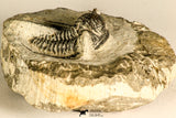 30785 - Top Beautiful 1.25 Inch Cyphaspis (Otarion) cf. boutscharafinense Devonian Trilobite