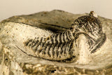 30785 - Top Beautiful 1.25 Inch Cyphaspis (Otarion) cf. boutscharafinense Devonian Trilobite
