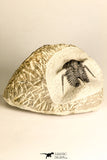 30786 - Beautiful 1.13 Inch Cyphaspis (Otarion) cf. boutscharafinense Devonian Trilobite