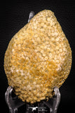 06819 - Top Rare 4.59 Inch Eodiaphyodus granulosus Throat Bony Plate Late Cretaceous