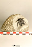 30786 - Beautiful 1.13 Inch Cyphaspis (Otarion) cf. boutscharafinense Devonian Trilobite