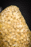 06819 - Top Rare 4.59 Inch Eodiaphyodus granulosus Throat Bony Plate Late Cretaceous