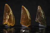 20622 - Great Collection of 3 Abelisaur Dinosaur Teeth Cretaceous KemKem Beds