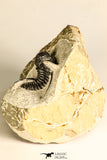 30786 - Beautiful 1.13 Inch Cyphaspis (Otarion) cf. boutscharafinense Devonian Trilobite