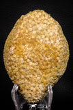 06819 - Top Rare 4.59 Inch Eodiaphyodus granulosus Throat Bony Plate Late Cretaceous
