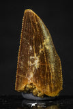 20622 - Great Collection of 3 Abelisaur Dinosaur Teeth Cretaceous KemKem Beds