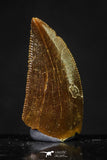 20622 - Great Collection of 3 Abelisaur Dinosaur Teeth Cretaceous KemKem Beds