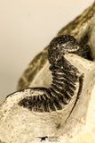 30786 - Beautiful 1.13 Inch Cyphaspis (Otarion) cf. boutscharafinense Devonian Trilobite