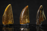 20622 - Great Collection of 3 Abelisaur Dinosaur Teeth Cretaceous KemKem Beds