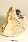 30786 - Beautiful 1.13 Inch Cyphaspis (Otarion) cf. boutscharafinense Devonian Trilobite