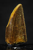 20622 - Great Collection of 3 Abelisaur Dinosaur Teeth Cretaceous KemKem Beds