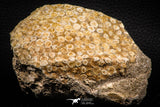 06820 - Top Rare 3.46 Inch Eodiaphyodus granulosus Throat Bony Plate Late Cretaceous