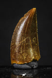20622 - Great Collection of 3 Abelisaur Dinosaur Teeth Cretaceous KemKem Beds
