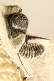 30786 - Beautiful 1.13 Inch Cyphaspis (Otarion) cf. boutscharafinense Devonian Trilobite