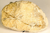 30786 - Beautiful 1.13 Inch Cyphaspis (Otarion) cf. boutscharafinense Devonian Trilobite