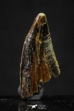 20622 - Great Collection of 3 Abelisaur Dinosaur Teeth Cretaceous KemKem Beds