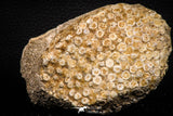 06820 - Top Rare 3.46 Inch Eodiaphyodus granulosus Throat Bony Plate Late Cretaceous