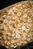 06820 - Top Rare 3.46 Inch Eodiaphyodus granulosus Throat Bony Plate Late Cretaceous