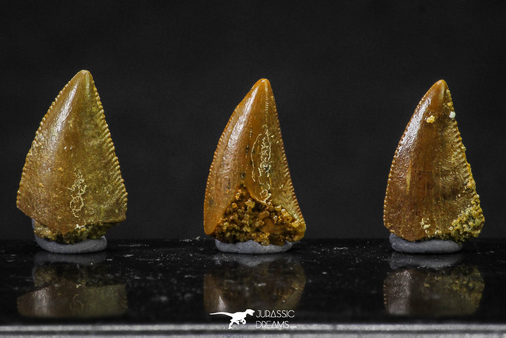 20623 - Great Collection of 3 Abelisaur Dinosaur Teeth Cretaceous KemKem Beds