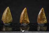 20623 - Great Collection of 3 Abelisaur Dinosaur Teeth Cretaceous KemKem Beds